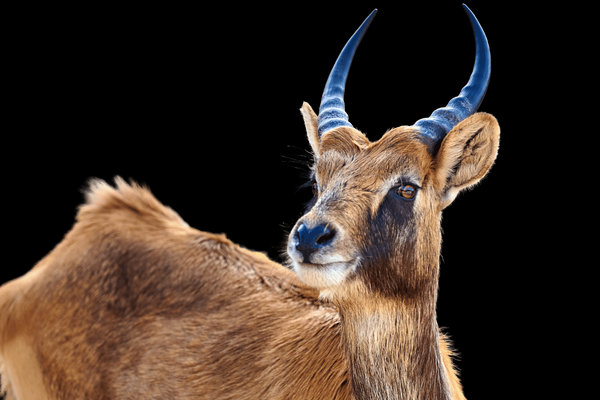 Red Lechwe (Kobus leche) in the wild