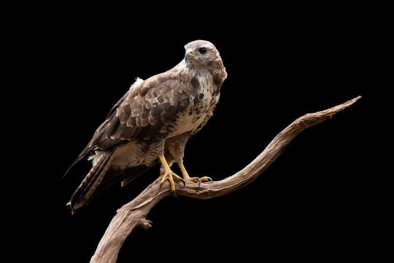 Common Buzzard (Buteo buteo)