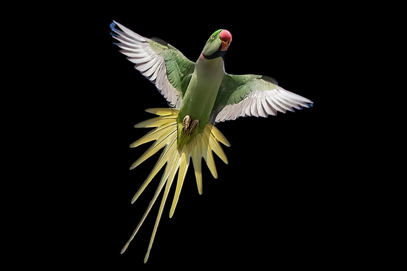 Alexandrine Parakeet (Psittacula eupatria)