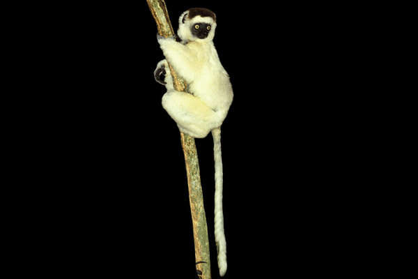 Verreaux's Sifaka (Propithecus verreauxi) in the wild