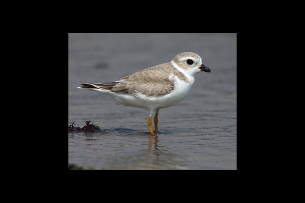 Piping Plover (Charadrius melodus) in the wild