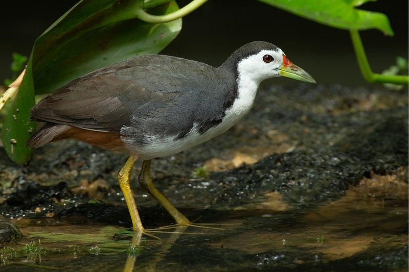 White-breasted Waterhen (Amaurornis phoenicurus)