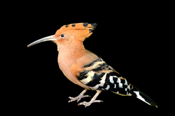 Eurasian Hoopoe (Upupa epops) in the wild