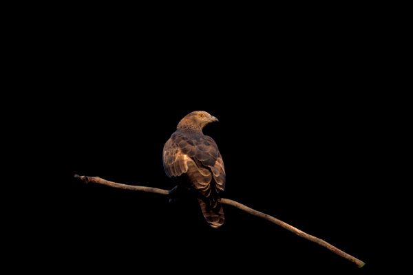 Oriental Honey-buzzard (Pernis ptilorhynchus) in the wild