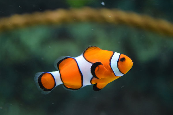 Clownfish (Amphiprion spp.) in the wild