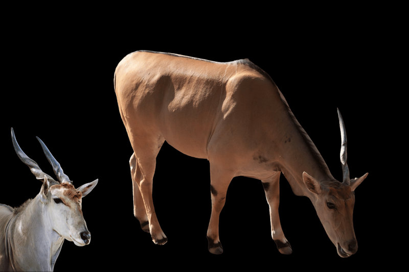 Giant Eland (Taurotragus derbianus)