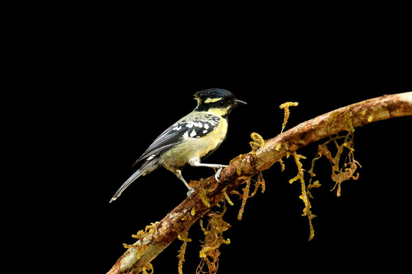 Indian Yellow Tit (Machlolophus aplonotus) in the wild