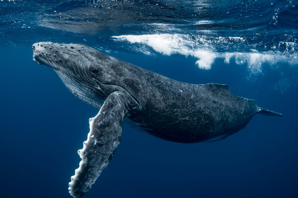 Humpback Whale (Megaptera novaeangliae) in the wild