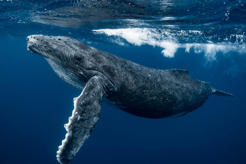 Humpback Whale (Megaptera novaeangliae) — East and west coasts of Australia, breeding in Great Barrier Reef and Ningaloo Reef