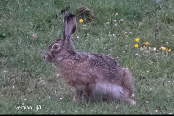 Broom Hare (Lepus castroviejoi) in the wild