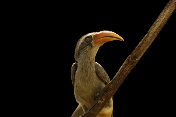 Malabar Grey Hornbill (Ocyceros griseus) in the wild