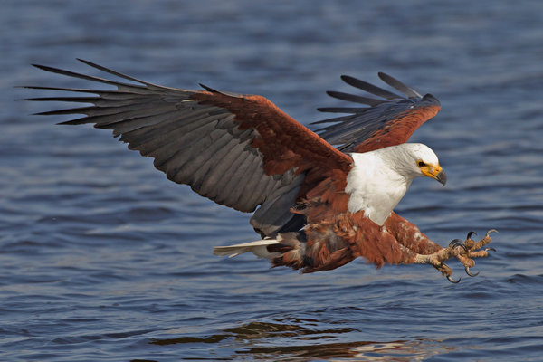 African Fish Eagle (Haliaeetus vocifer) in the wild