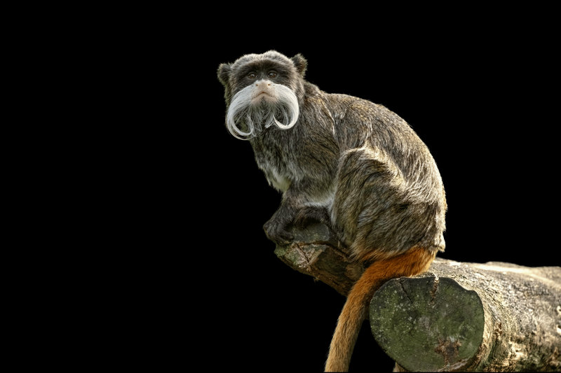 Emperor Tamarin (Saguinus imperator)