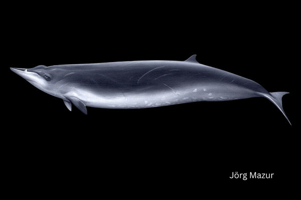 Sowerby's Beaked Whale (Mesoplodon bidens) in the wild