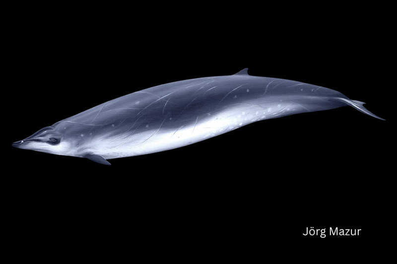 Gervais' Beaked Whale (Mesoplodon europaeus)     