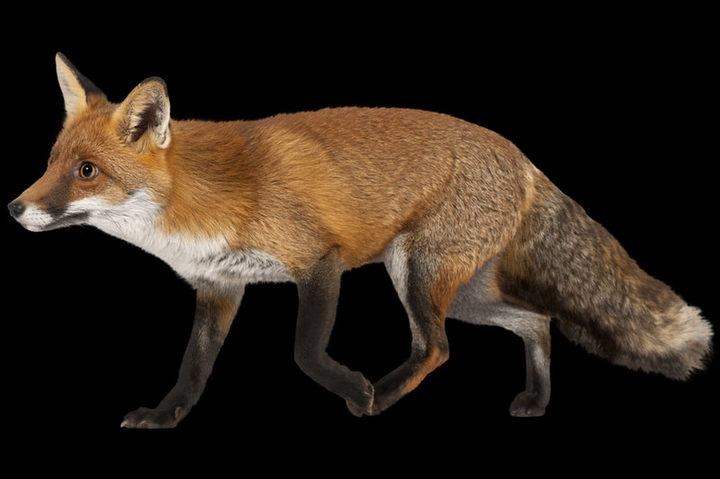 Red Fox (Vulpes vulpes)