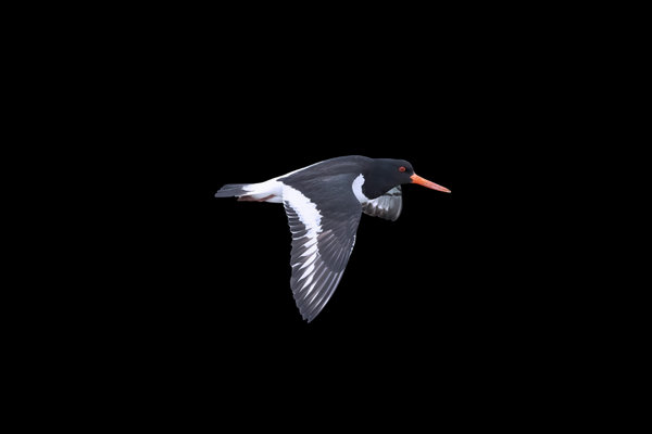 Eurasian Oystercatcher (Haematopus ostralegus) in the wild