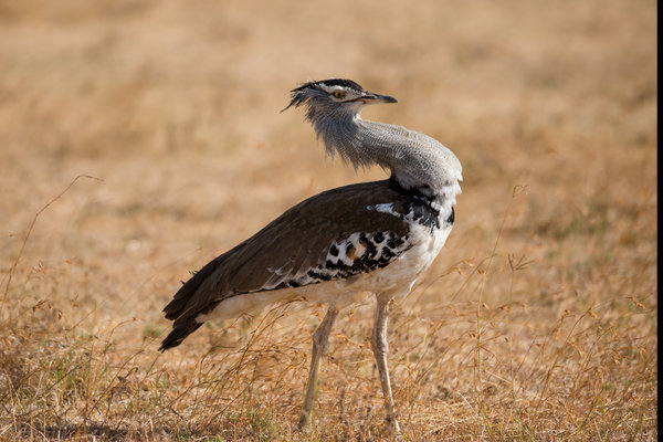 Kori Bustard (Ardeotis kori) in the wild