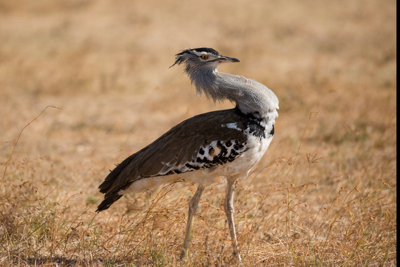 Kori Bustard (Ardeotis kori)
