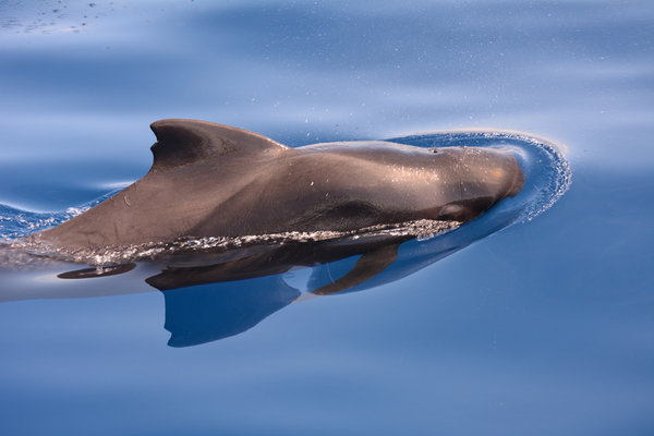Short-finned Pilot Whale (Globicephala macrorhynchus)  in the wild