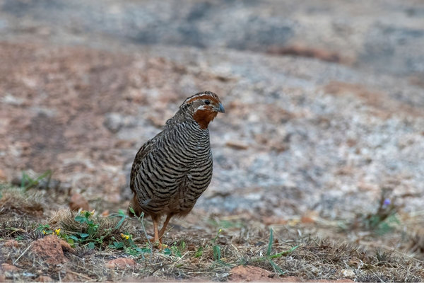Jungle Bush-Quail (Perdicula asiatica) in the wild