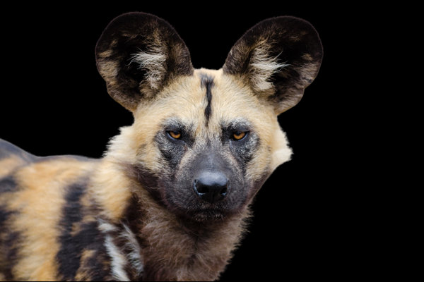 African Wild Dog (Lycaon pictus) in the wild
