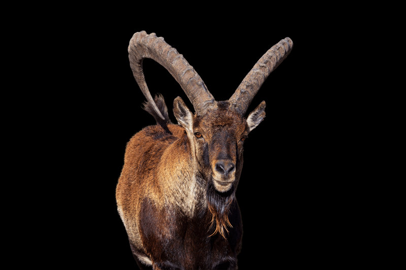 Walia Ibex (Capra walie)