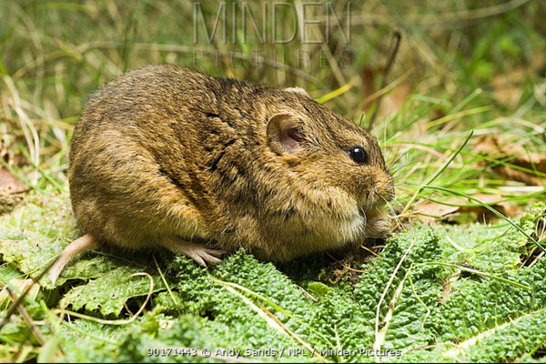 Günther's Vole (Microtus socialis)                in the wild