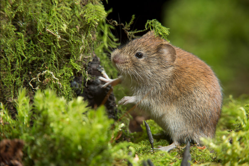 Bank Vole (Clethrionomys glareolus) — Europe