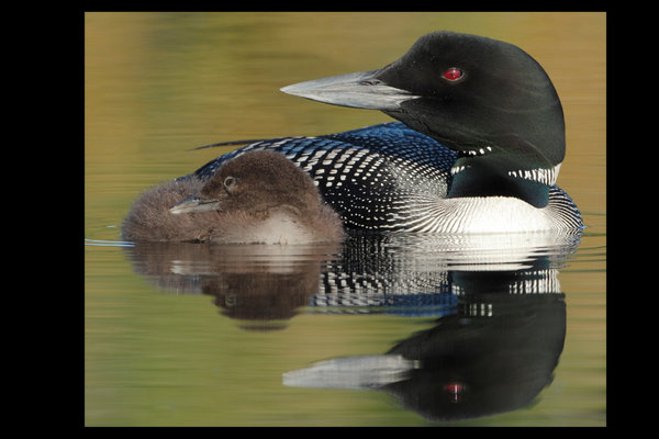 Common Loon (Gavia immer) in the wild
