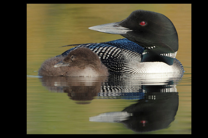 Common Loon (Gavia immer) — Breeds across boreal and mixed-forest Canada into Alaska and northern US; winters on Atlantic and Pacific coasts