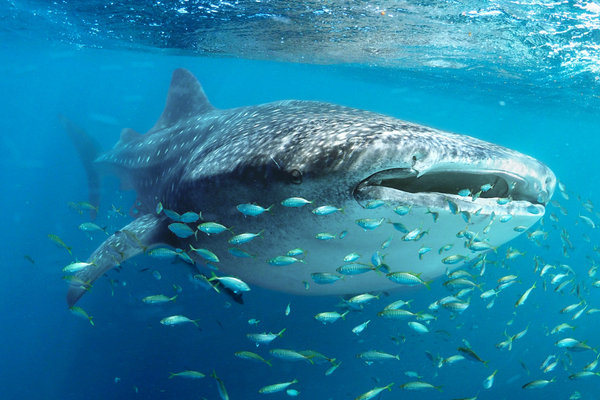 Whale Shark (Rhincodon typus) in the wild