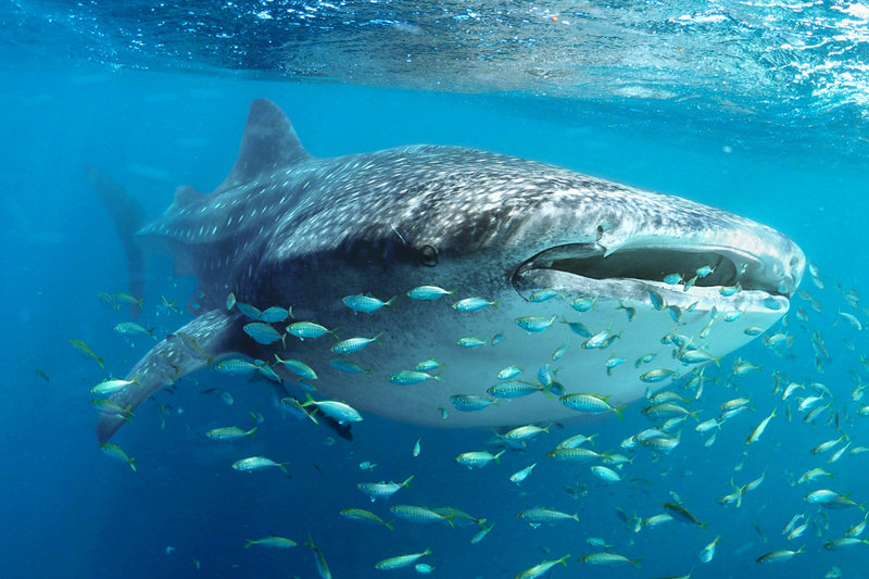 Whale Shark (Rhincodon typus) — Tropical and warm temperate oceans worldwide; the Yucatan Peninsula aggregation off Isla Holbox/Mujeres is the largest known seasonal aggregation in the world