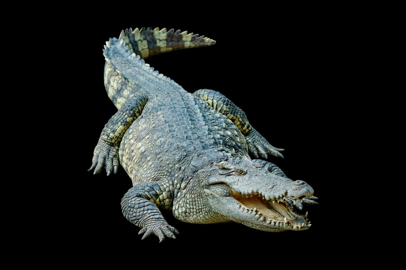 American Crocodile (Crocodylus acutus) — Pacific and Caribbean coasts from Mexico to South America; in Mexico on both coasts and the Yucatan Peninsula