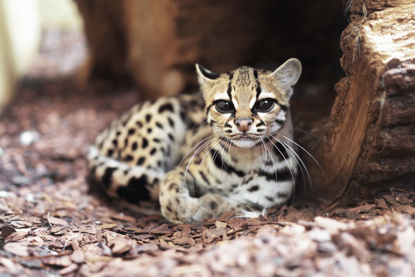Margay (Leopardus wiedii) in the wild