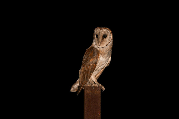 Eastern Barn Owl (Tyto alba) in the wild