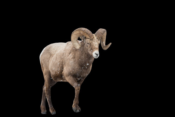 Bighorn Sheep (Ovis canadensis) in the wild