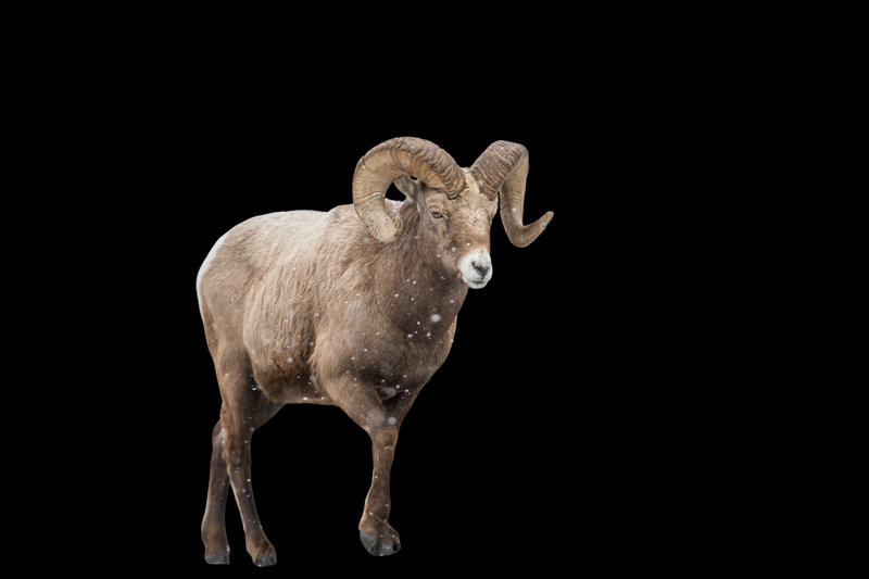 Bighorn Sheep (Ovis canadensis) — Rocky Mountains from southern BC to New Mexico; desert subspecies in the Southwest; isolated herds throughout the Rockies
