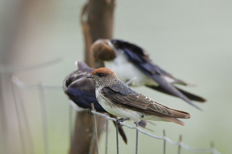 Streak-throated Swallow (Petrochelidon fluvicola)