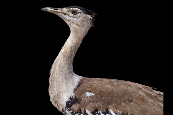 Australian Bustard (Ardeotis australis) in the wild