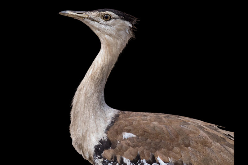 Australian Bustard (Ardeotis australis) — Northern and inland Australia, WA to NSW