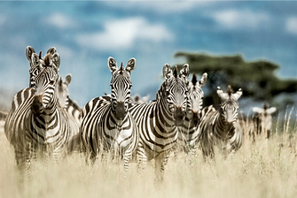 African wildlife