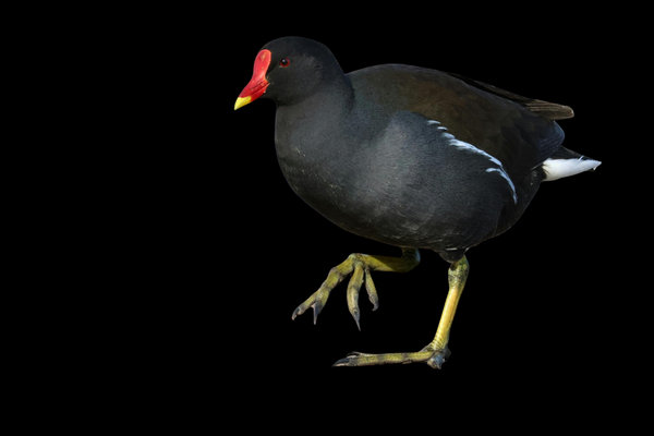 Common Moorhen (Gallinula chloropus) in the wild
