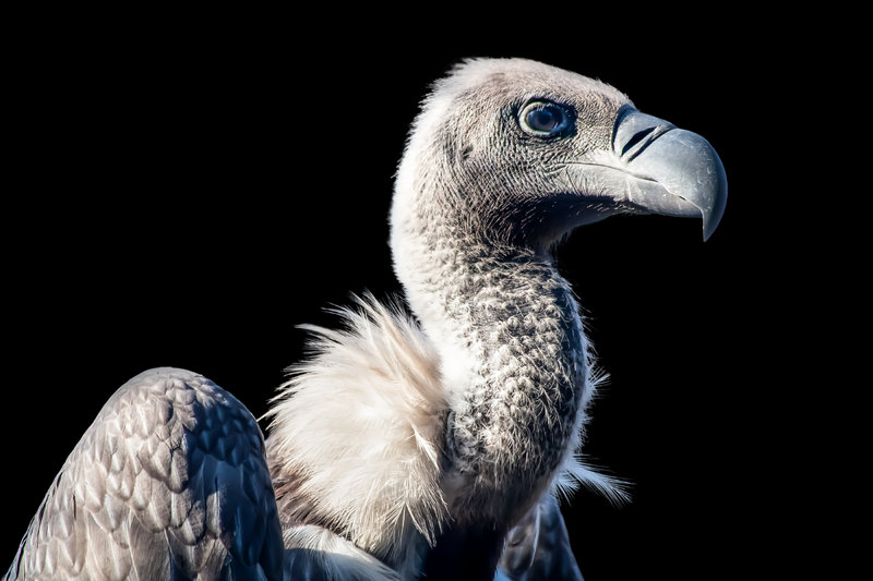 Vulture (Gyps africanus / others)
