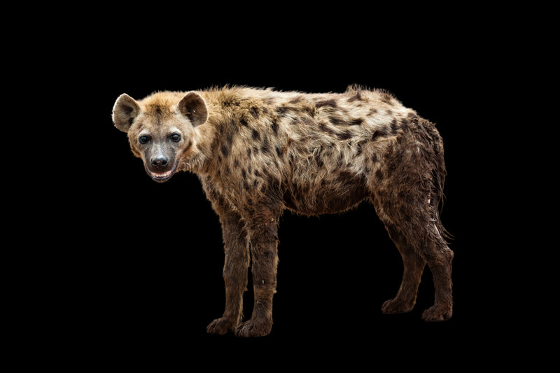 Hyena (Crocuta crocuta)