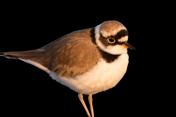 Little Ringed Plover (Charadrius dubius) in the wild