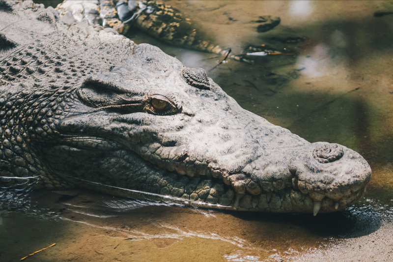 Malaysian Saltwater Crocodile (Crocodylus porosus)