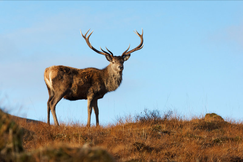 Red Deer (Cervus elaphus)