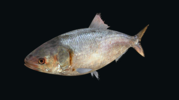 Hilsa (Tenualosa ilisha) in the wild