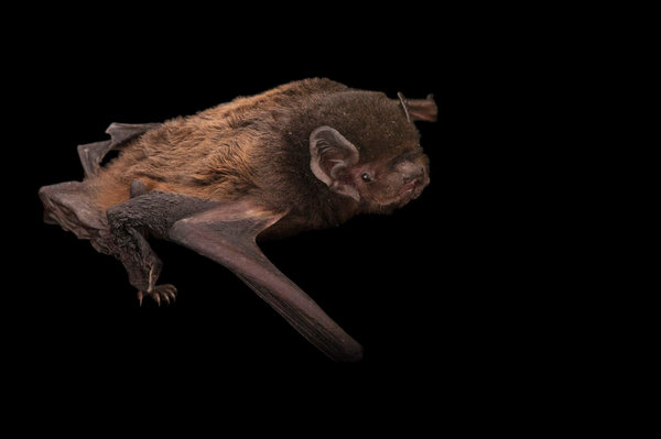Gould's Wattled Bat (Chalinolobus gouldii) in the wild